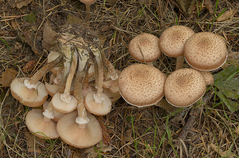 Armillaria cepistipes